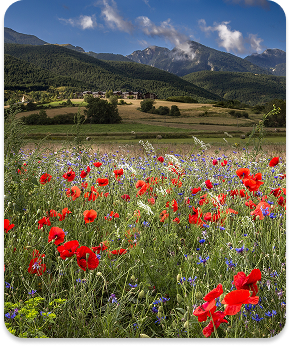 field-covered-red-poppies-surrounded-by-mountains-sunlight 1